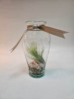 7" tillandsia arrangement - plants saskatoon