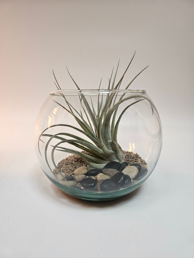 Washed Ashore Tillandsia