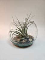 Washed Ashore Tillandsia