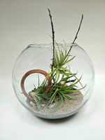 Westcoast Tillandsia