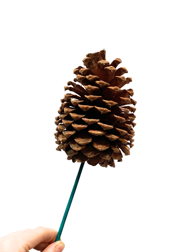 Jeffery Pinecone Per Stem - Festive Add-On