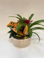 Tropical Trifecta - 8" Mixed Planter Saskatoon