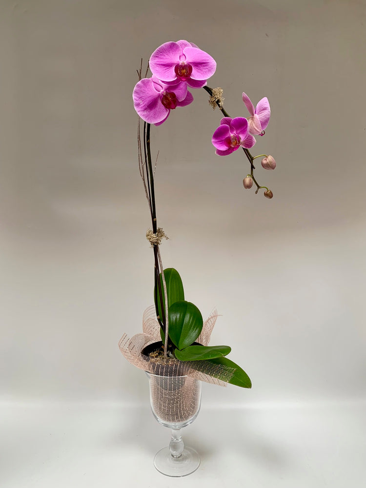 5" purple phalaenopsis orchid - Plants Saskatoon