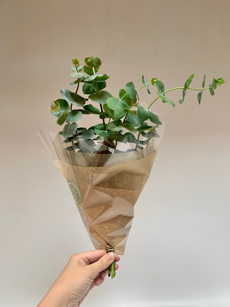 Current Feature - eucalyptus bunch