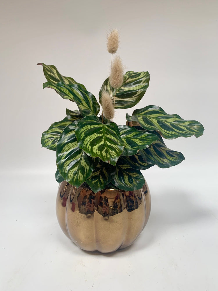 Potted 5" Calathea - Plants Saskatoon