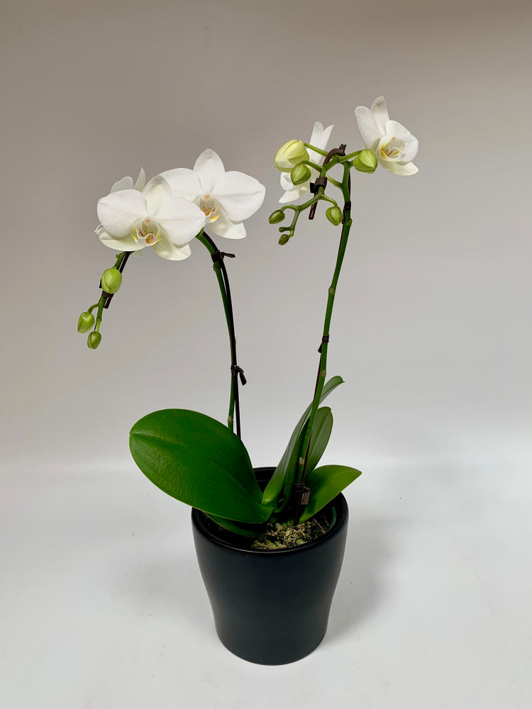 4" white mini phalaenopsis orchid - Plants Saskatoon