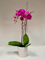 Bold & Beautiful Orchid