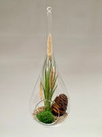 Teardrop Tillandsia