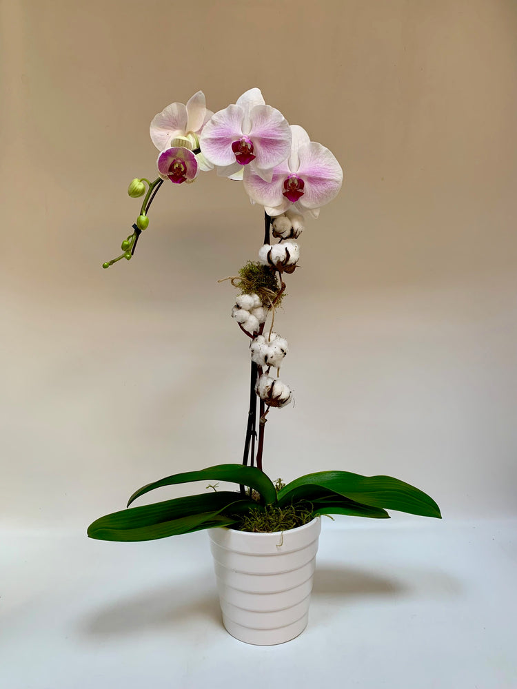 Cotton Blossom Orchid