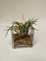 Tillandsia in 4" Cube with Natural Accents - Plant Saskatoon