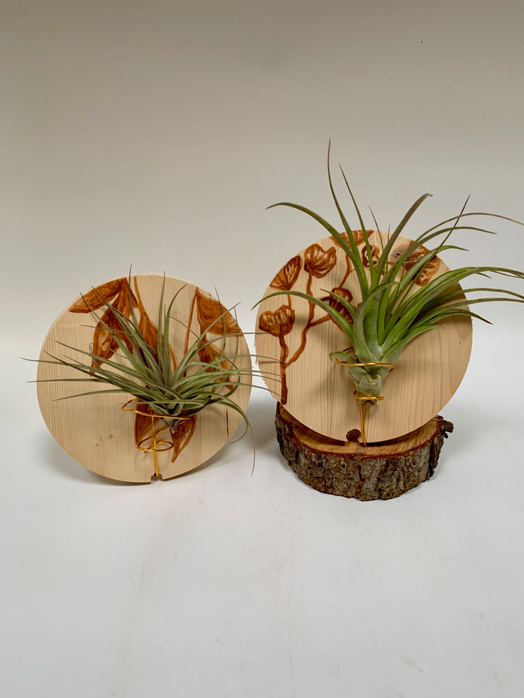 Timber & Tillandsia