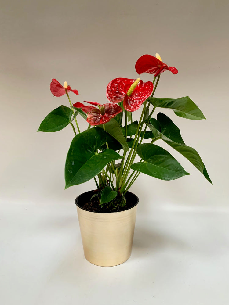 Red Anthurium Euro-Potted in 6" Gold Container - Plants Saskatoon