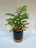 Onyx Glam Norfolk Pine