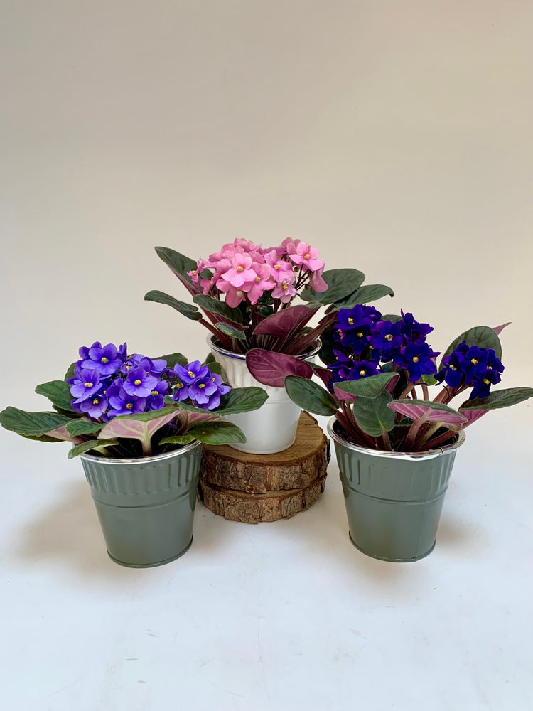 Adorable African Violet