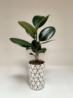 Essential Ficus Elastica