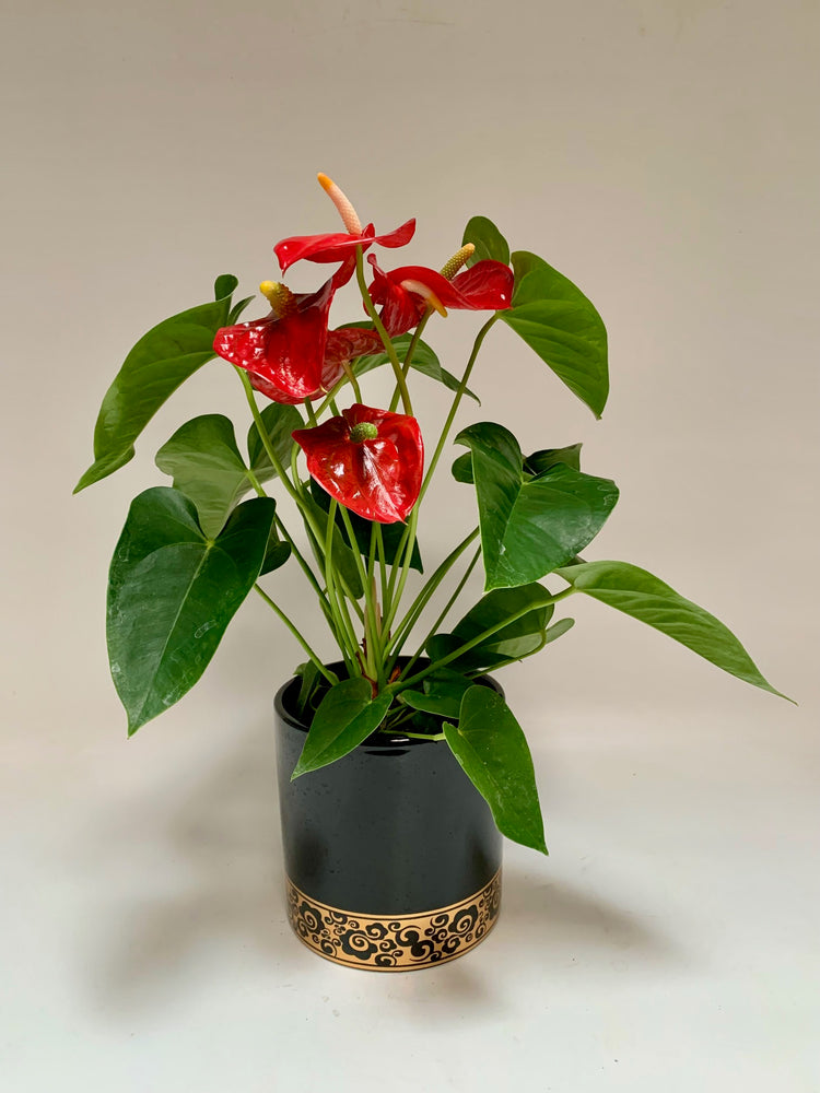 Adoring Anthurium