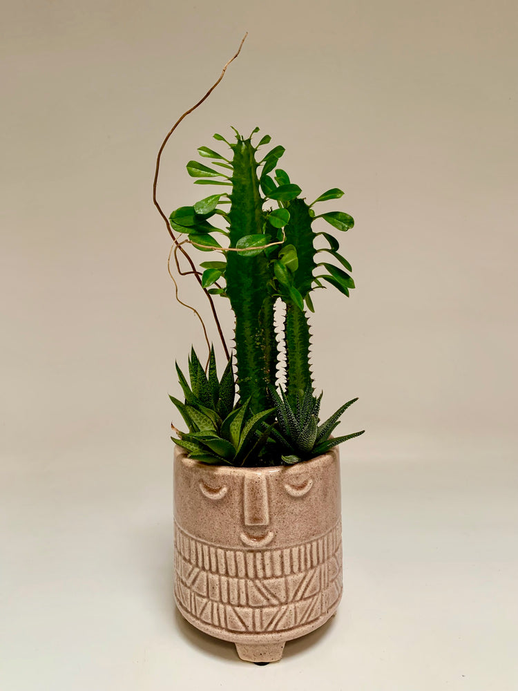 Tiki Euphorbia