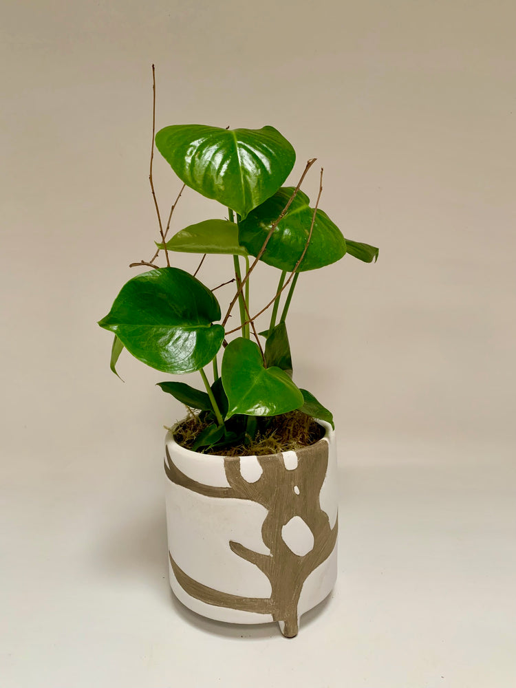 Forest Philodendron