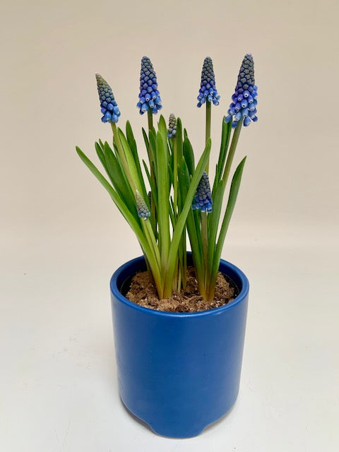 Muscari Magic