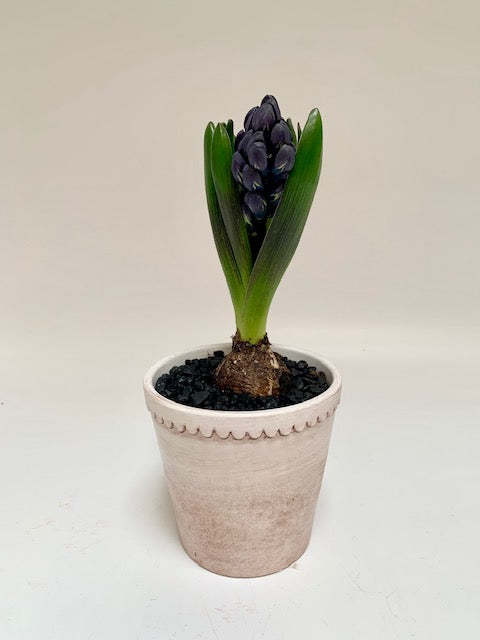 Heavenly Scented Hyacinth