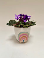 Adorable African Violet - 4" African Violet in ceramic Saskatoon