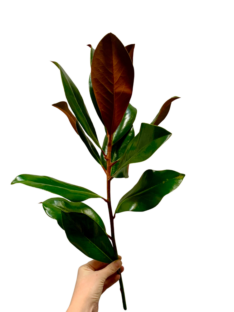 Magnolia Per Stem - Festive Add-On