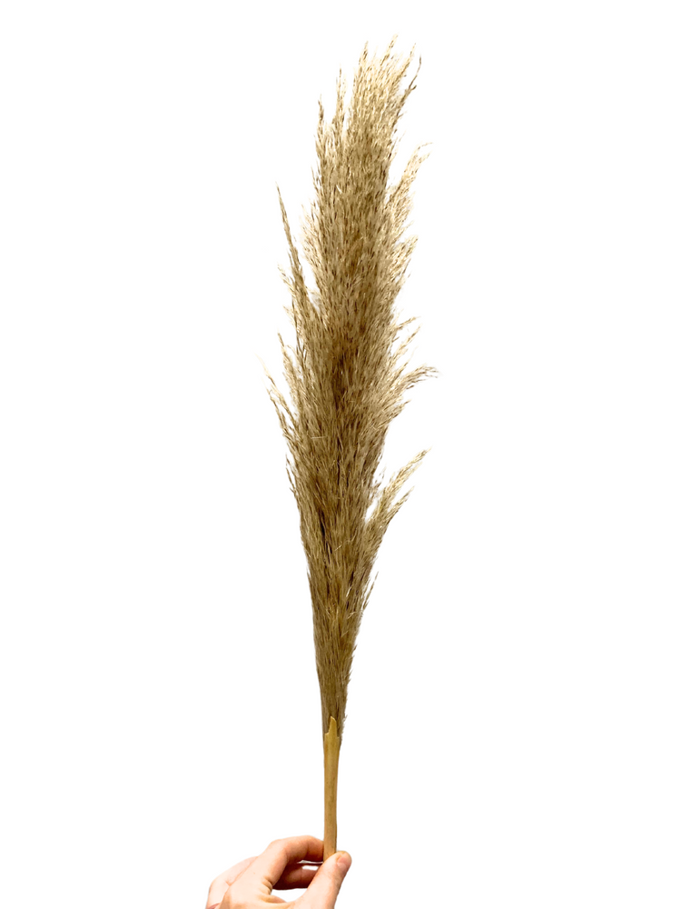 Pampas Grass Per Stem - Festive Add-On