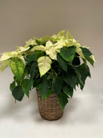 Poinsettia Party (Large) - Plants Saskatoon