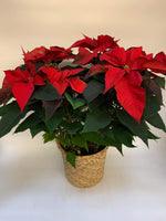 Poinsettia Party (X-Large) - Plants Saskatoon